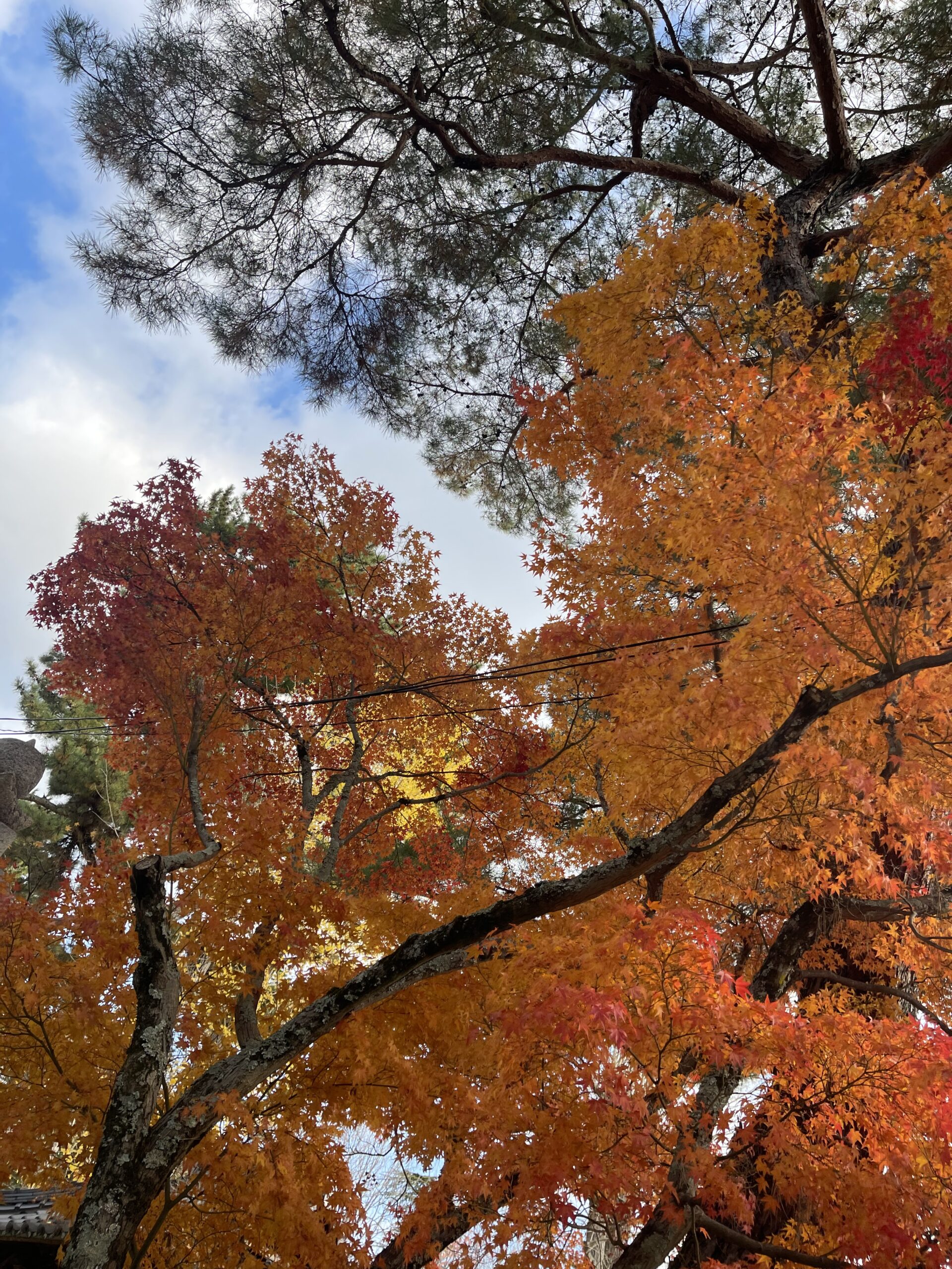 FLEURIR よりお知らせ